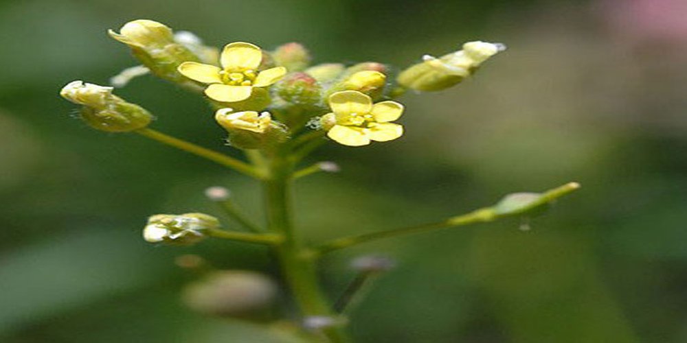 Podlanak (CAMELINA SATIVA) - “Bolji lan”