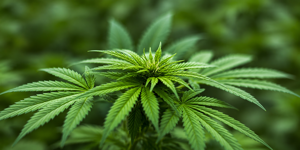 Cannabis sativa – biljka tisuću namjena
