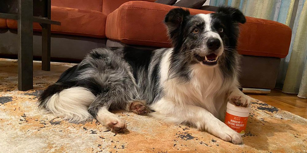 Zdrav probavni sustav pasa i mačaka